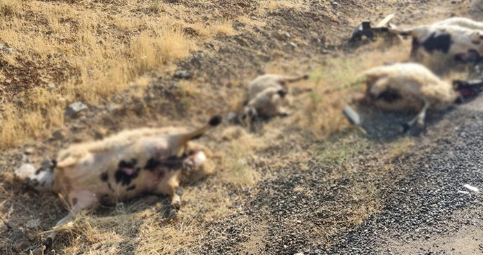 Elazığ'da araç sürüye daldı, 12 koyun telef oldu