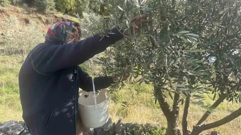 88’lik Emine nine zeytin hasadında rekor kırıyor