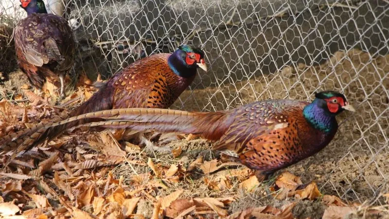 Osmanlı mutfağının gözdesi Sülün, Amasya Üniversitesi’nde üretildi