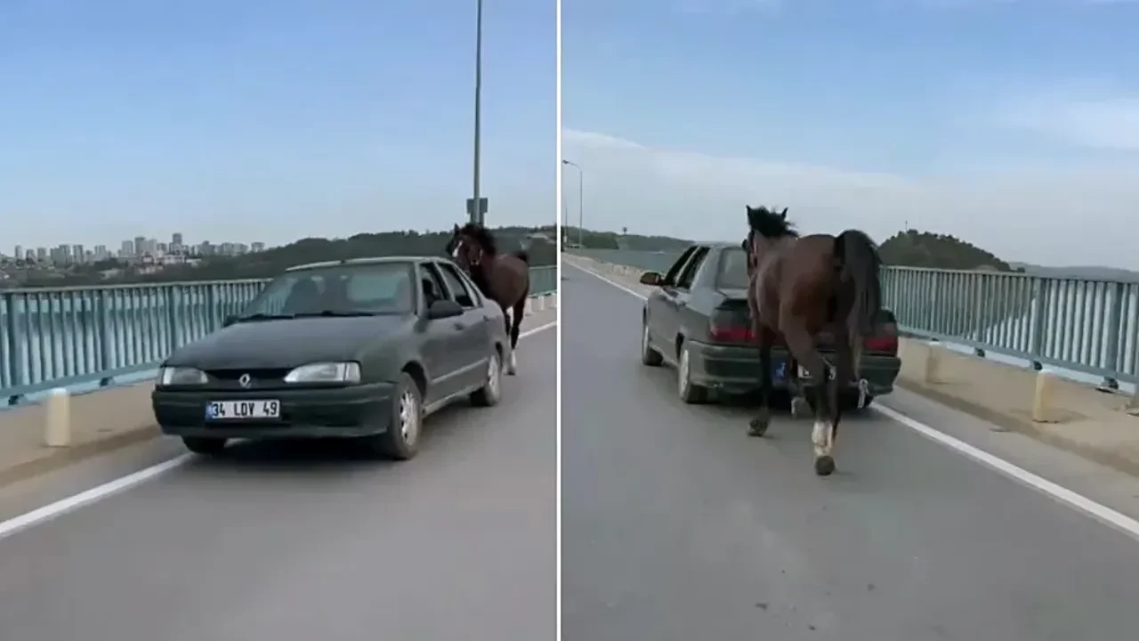 Otomobile bağladığı at ile ilerleyen 2 kişi gözaltına alındı