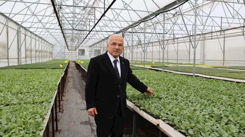 Ordu Büyükşehir, 5 yılda 4 milyon sebze fidesi dağıttı