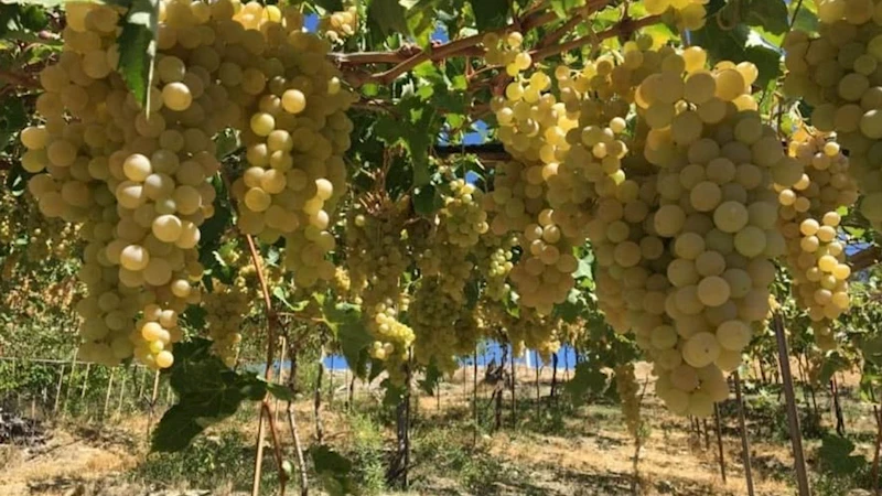 Kaş’ın ilk tescilli ürünü Margaz üzümü oldu