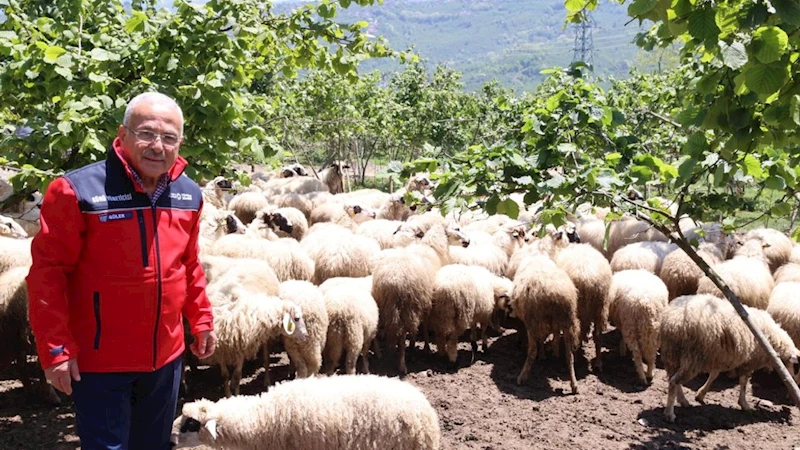 Başkan Güler: Dağıtımını yaptığımız hayvanları kendimiz yetiştiriyoruz