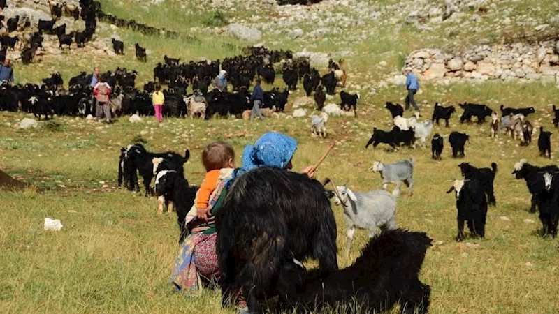 Yörükler yayla yolunda: Sıcaklardan kaçış başladı