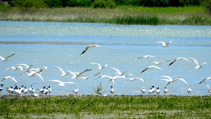 Nallıhan