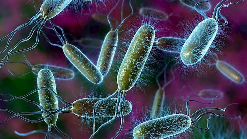 Küresel ısınma, ölümcül mantar tehlikesini kuzeye taşıyor