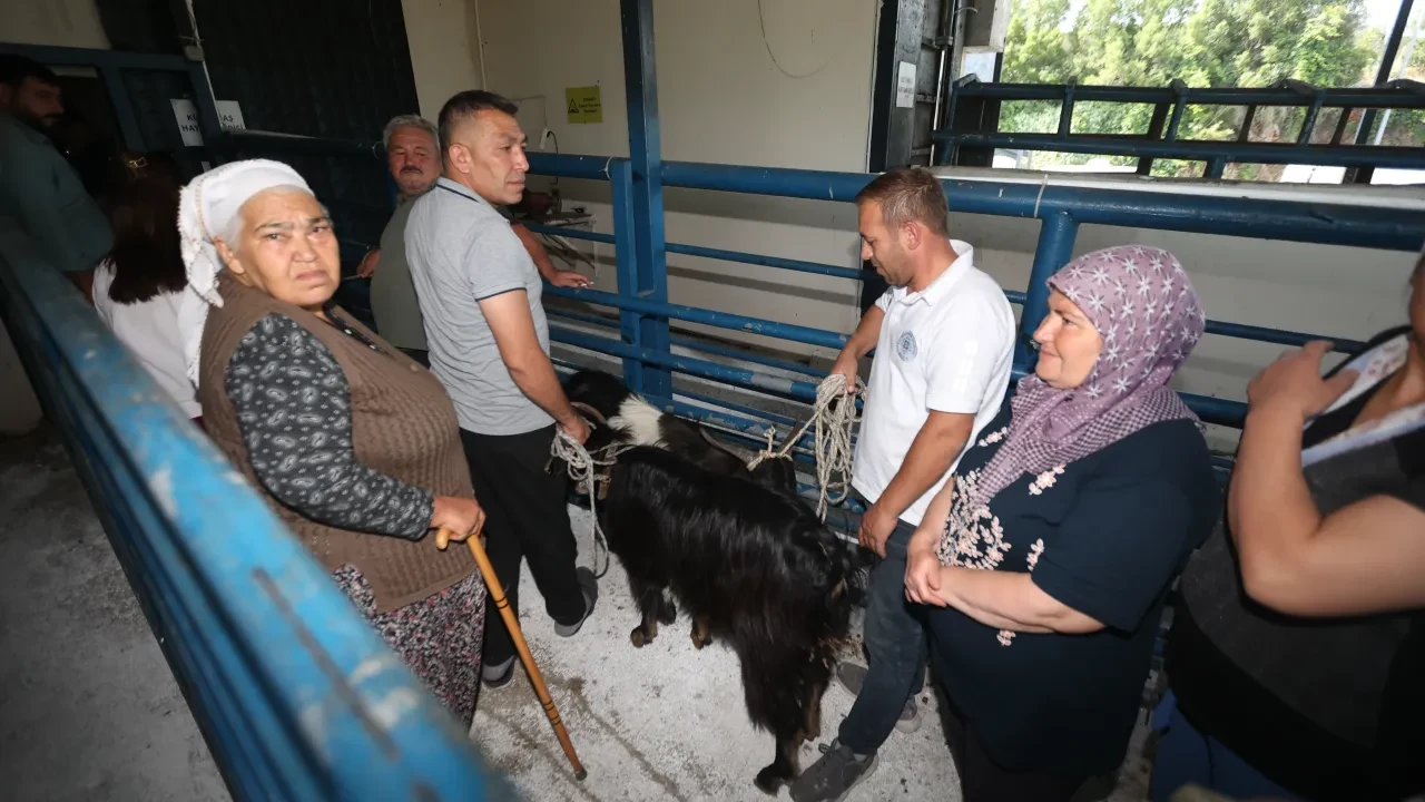 Muğla Büyükşehir mezbahaları bayramda tam kapasite çalıştı