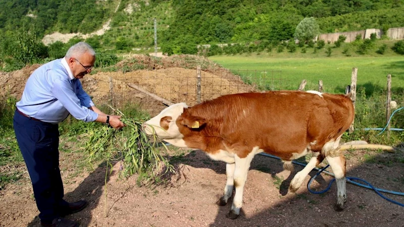 Ordu Büyükşehir