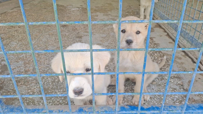 Beypazarı Belediyesi’nden can dostlara yeni yuva: Doğal Yaşam Barınağı açıldı