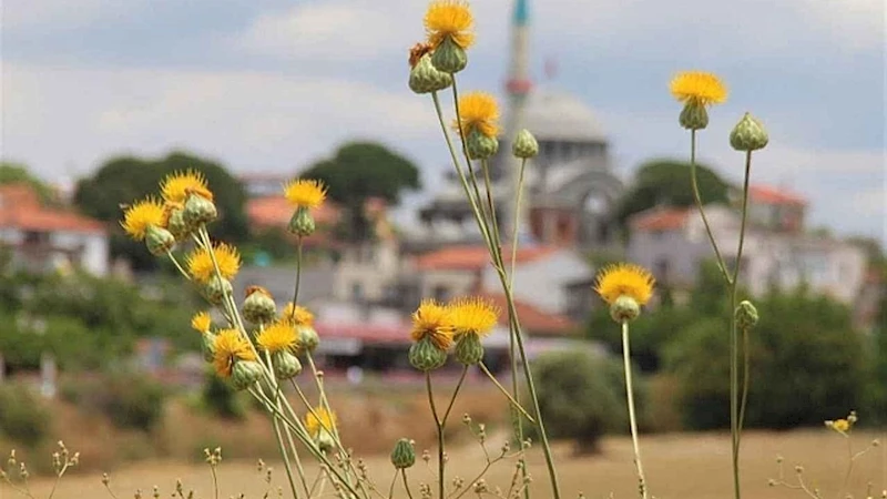 Aydın’da koruma altındaki 