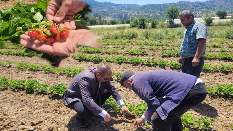 Mamak Köyü’nde çilek ve gül üretimine yakın takip