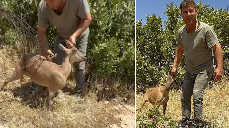 Tel örgülere sıkışan dağ keçisi kurtarıldı, doğaya salındı