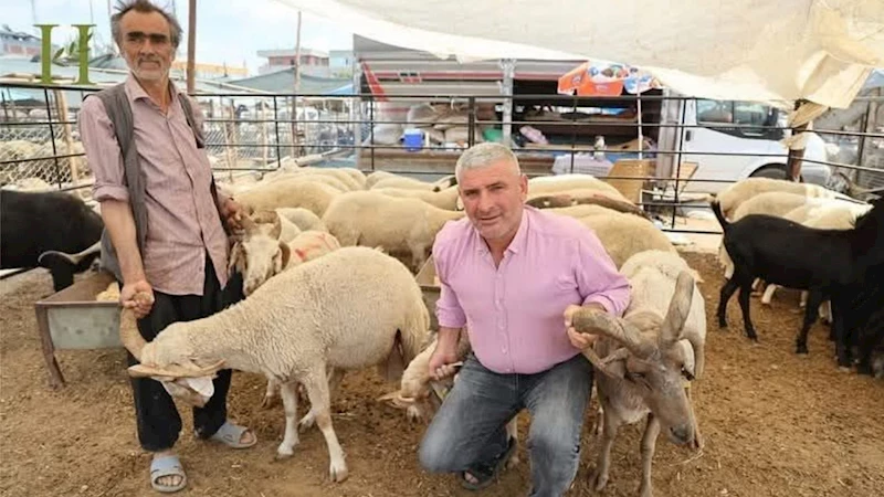 Adana’da 4 boynuzlu koçlar görenleri şaşırtıyor!