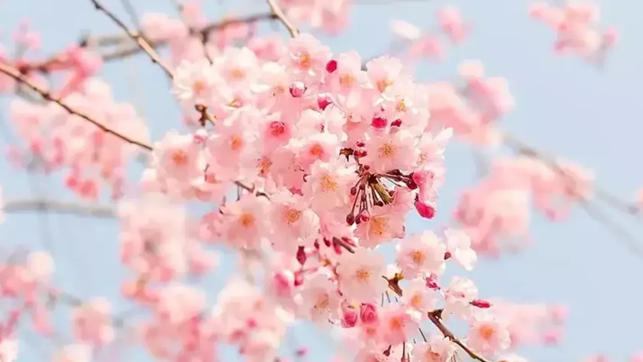 Kurban Bayramı süresince Türkiye