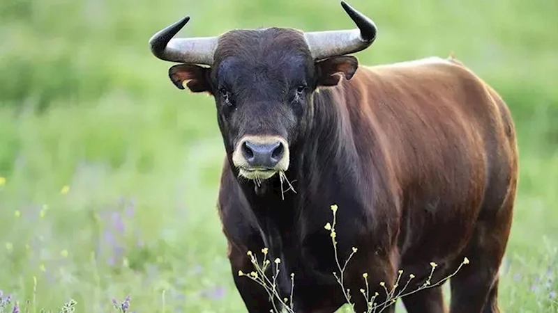 Mahallede korku dolu anlar! Kesileceğini anlayan boğa kasabın elinden kaçtı