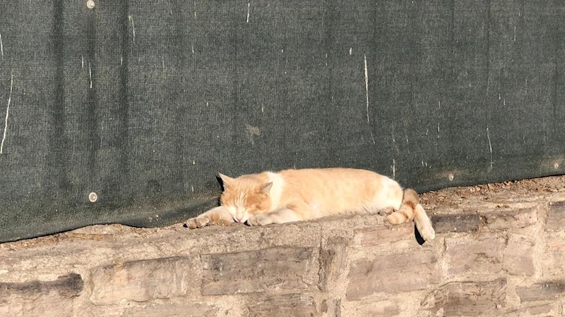 Güneşli havada keyif yapan kedi, okul duvarında dinlenmeye çekildi