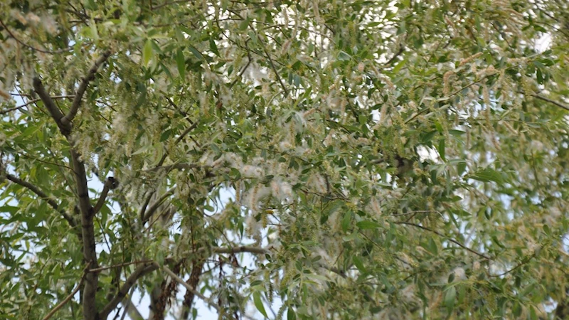 Kars’ta yaz aylarının kabusu polenler hayatı felç ediyor