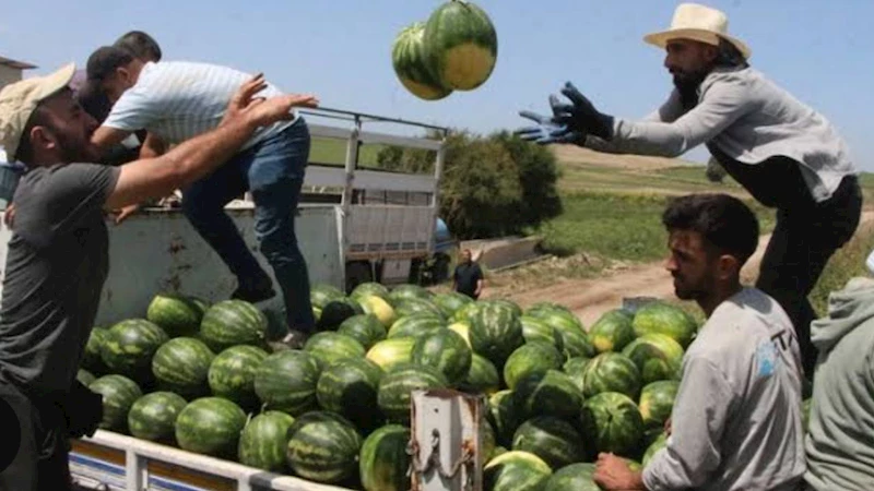 Batman karpuzu tezgâhlarda: Fiyatlar düşüyor, lezzet zirvede