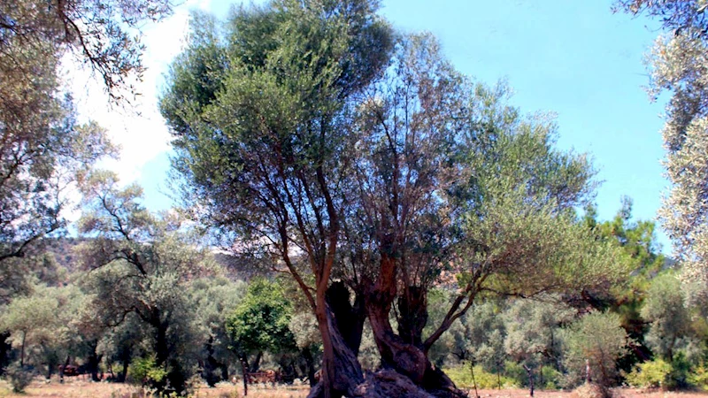 Muğla Odaları ve Borsası