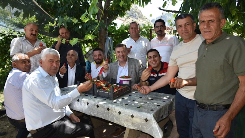 Eğirdir‘de topraksız toprakla çilek hasadı başladı