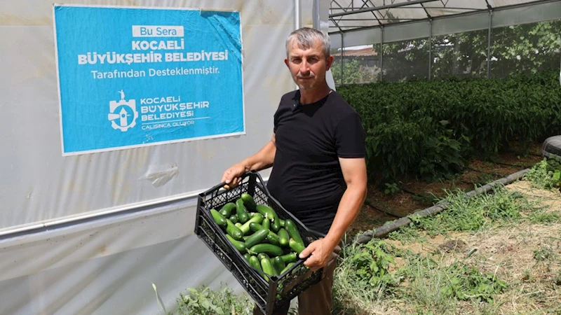 Modern seralarda hasat bereketi