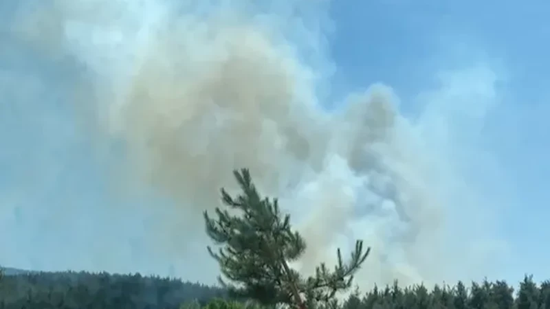 İstanbul Kayaşehir’de orman yangını