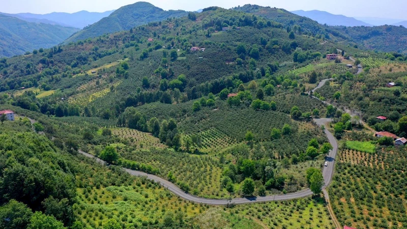 Ordu