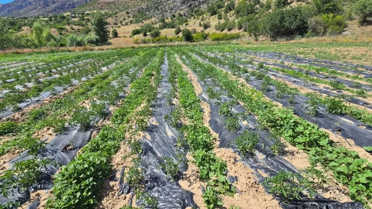 Çamoluk