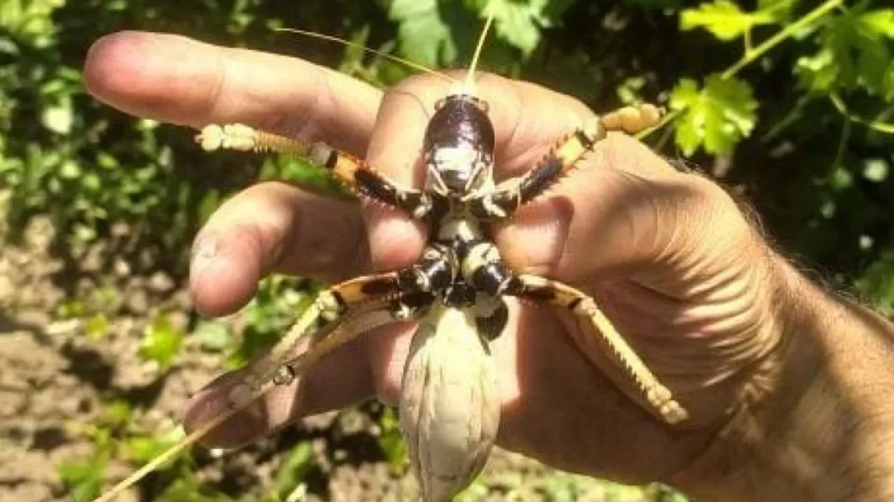 Elazığ’da dev etçil çekirge vatandaşın ilgisini çekti